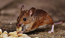 24 Hour & Emergency Exterminators in East Saint Louis, IL